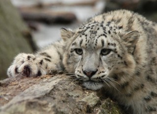 Бэд Кристиан