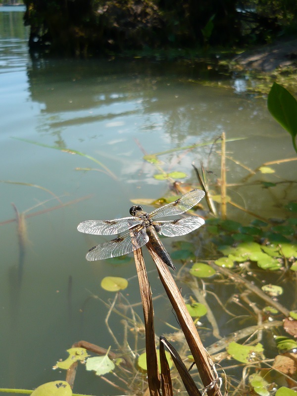 �� ������ ���