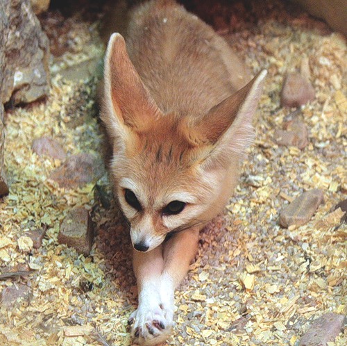 Лиса Рыжая Обыкновенная