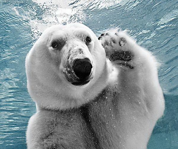 ����� �������