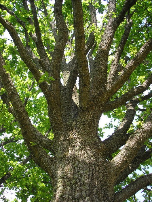 Ирина Барышникова