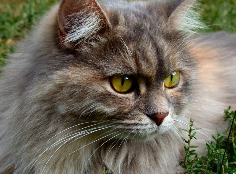 ������ ������������