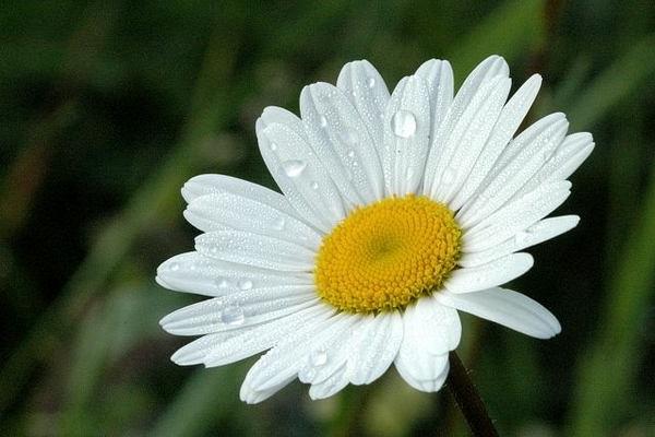 ����������� �������