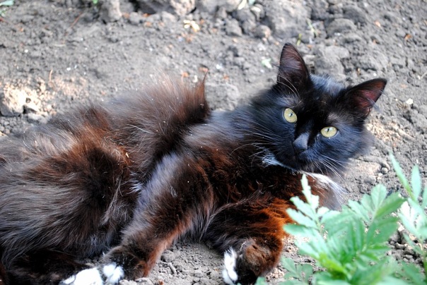 ���� �����