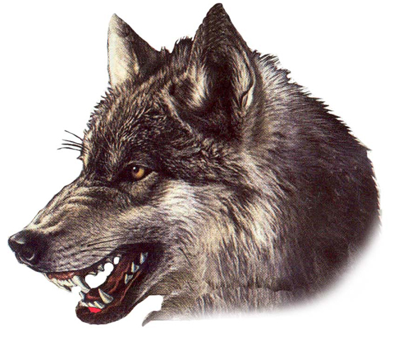 ����� �������