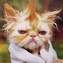 �������� �������� ���������