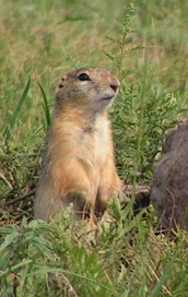 Сусликова Руния