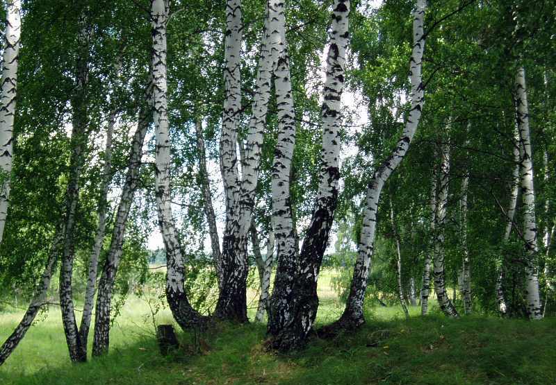 ������������� ������