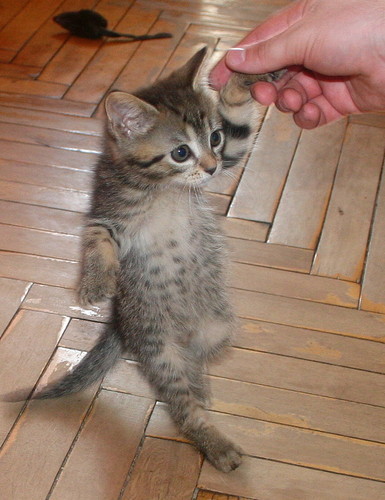 ������ ������