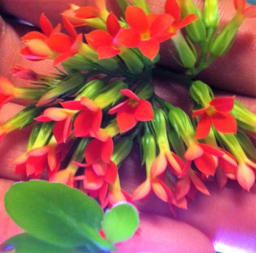 ����� ������ ����