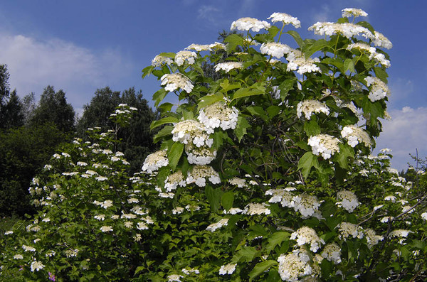 Калина Красная 3