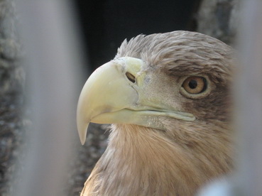 ������ ���������