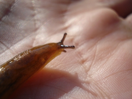 Просто Света