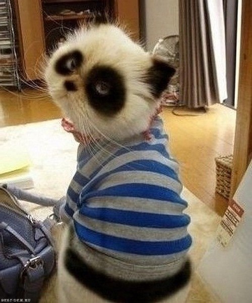 Александр Вольтер