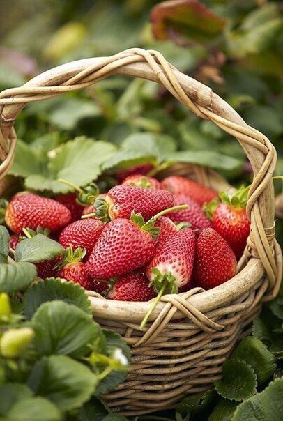 ���������� �����