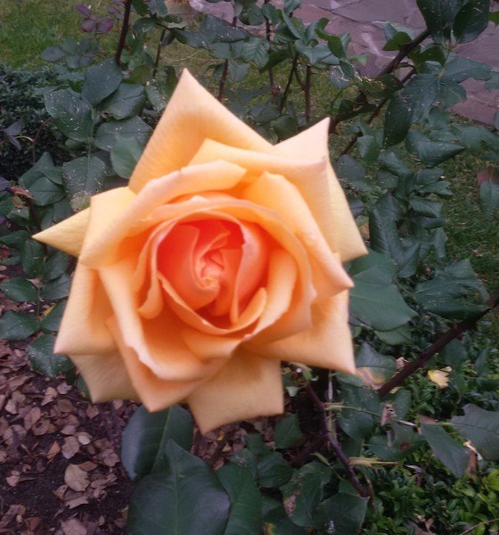 �������