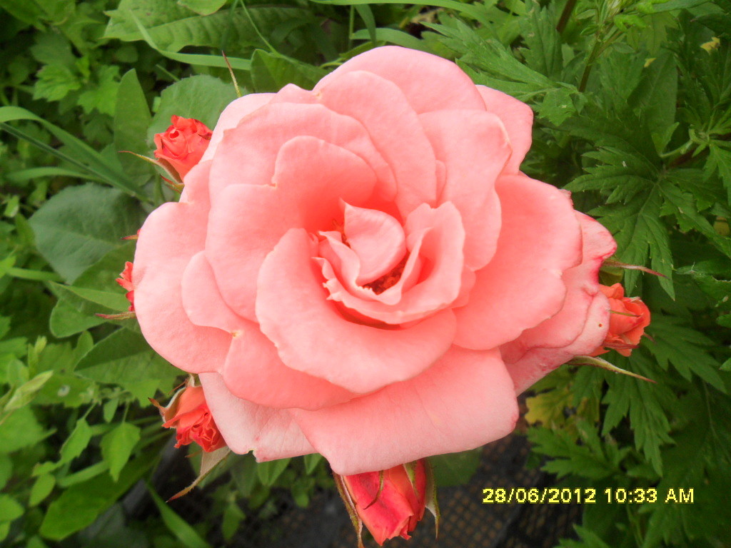 ����� ��������