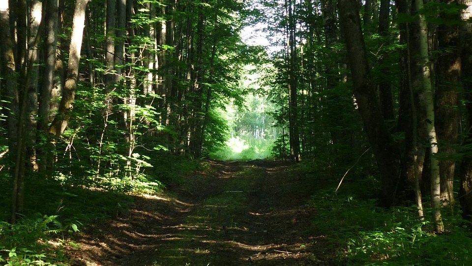 Сенькин Без Ио