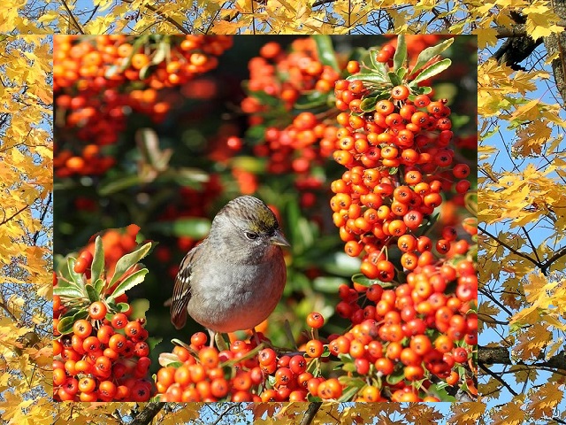 �������� ��������