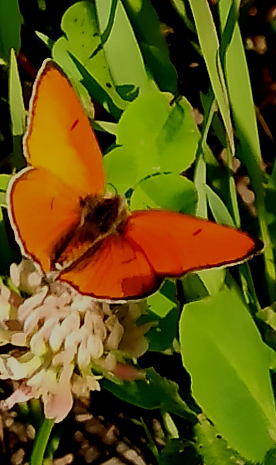 ������ �������