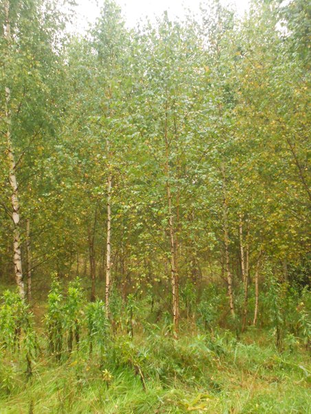 ������ �����