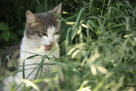 ������ �������