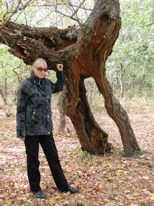 ������ �����