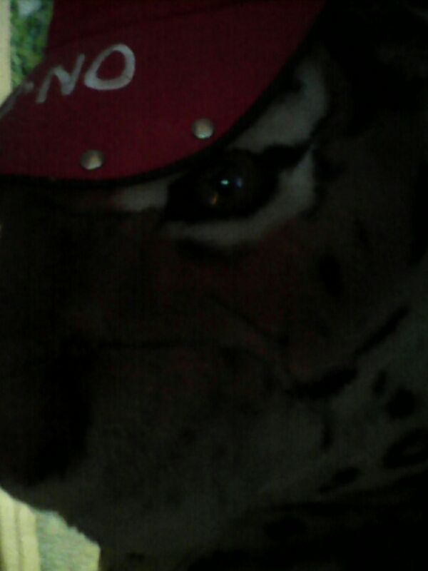 ������ �������