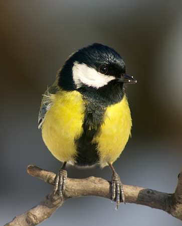 Максим Синичкин