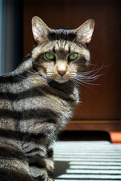 Татьяна Нестерова Рыжик