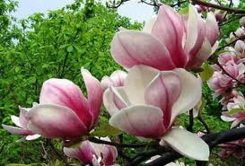 ����� ���������