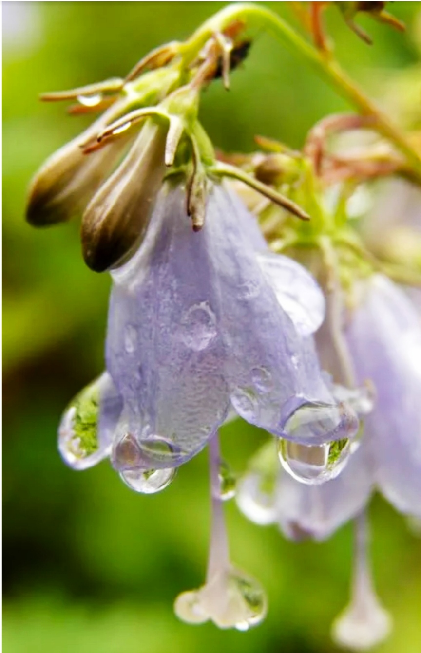 Наталия Трунова -Рассказова
