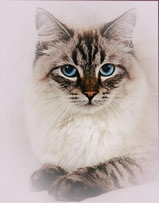 ����� �����