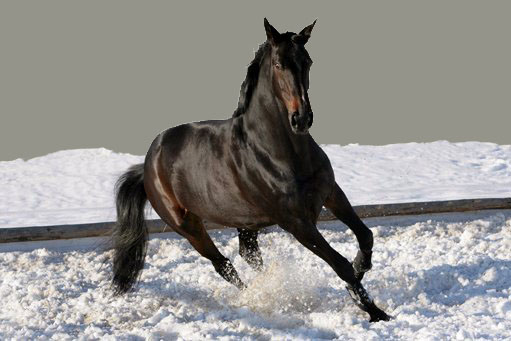 ����� ��������