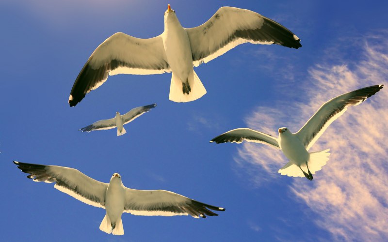 Лира Озарова