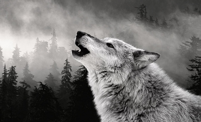 ���� ���������