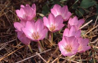 ����� ���������