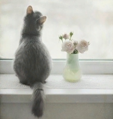 �������� �������