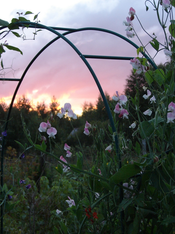 ������� ���������