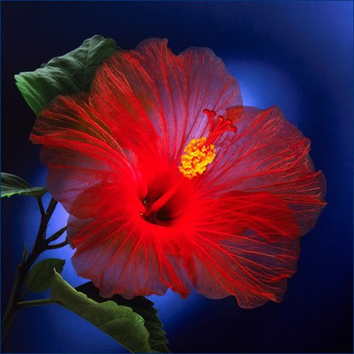 ���������� ��������