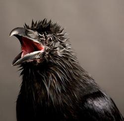 ���� ���������