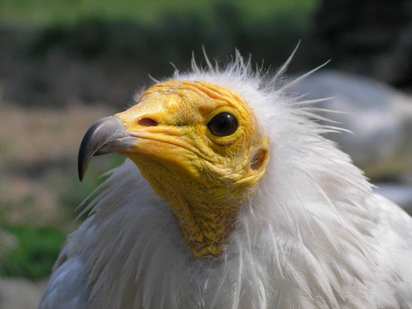 Анатолий Азаров