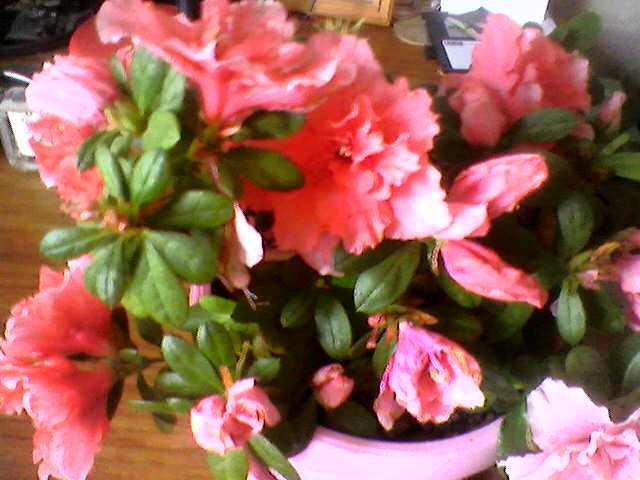 �������� �������