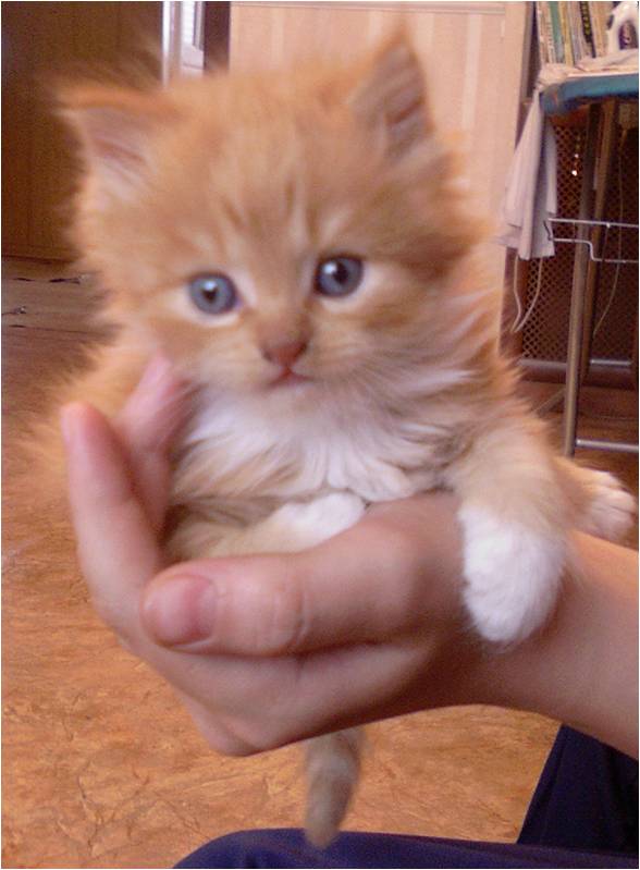 �������� ��������