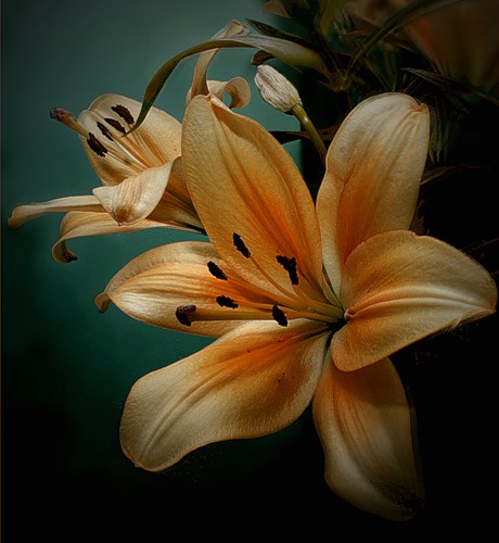 ���� �����