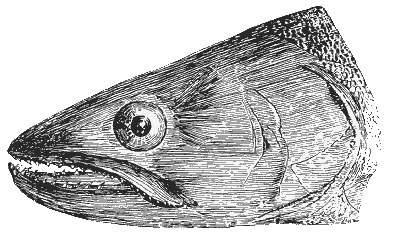 ������ �����������