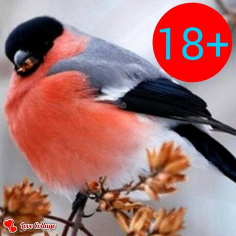 Александр Снегирёв 2