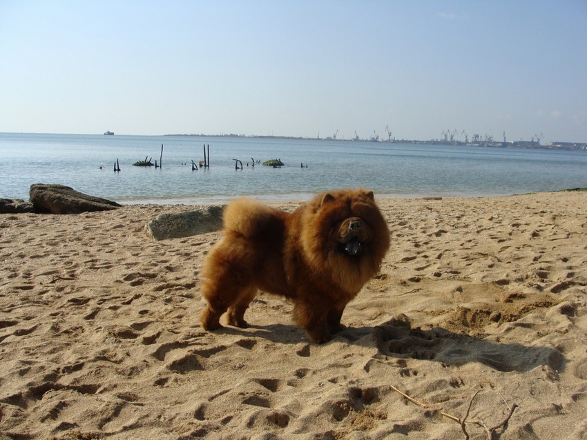 ���� ����������