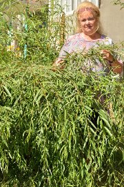 ������� ���������