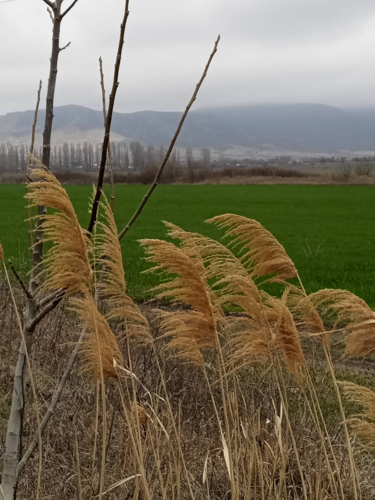 ������� ��������